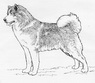 Канадская эскимоская собака